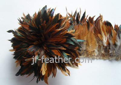 Cock Feather
