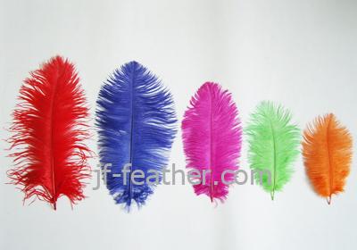 Ostrich Feather in All Colors