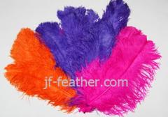 ostrich feather colored