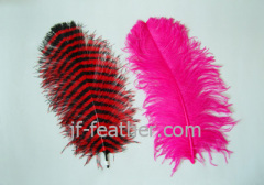 Ostrich Feather