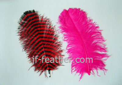 fancy ostrich feather