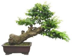 36/38/46cm Plastic Leaf Bonsai Tree