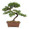 80cm (Above) Plastic Leaf Bonsai Tree