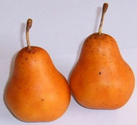 PEAR FRUIT