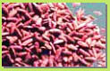 Red Yeast Rice P.E.