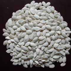 Snow White Pumpkin Seed