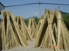 Bamboo Handle