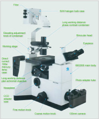 fluorescence microscopy