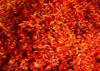 Carthamus tinctorius extract