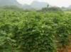 Kudzu Root Extract