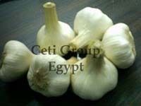 egyptian garlic