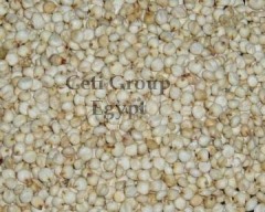 Sorghum