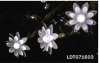 20L ACRYLIC FLOWER LIGHT CHAIN