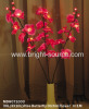 Butterfly Orchid Light