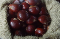 Chestnut