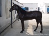 Fibre Glass Large Horse(Detachable or Non Detachable)