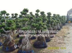 Evergreen Nurseries Co.