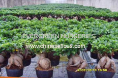 Evergreen Nurseries Co.