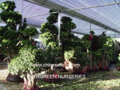 Evergreen Nurseries Co.