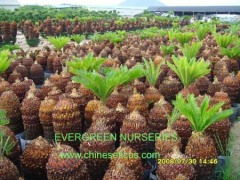 Evergreen Nurseries Co.