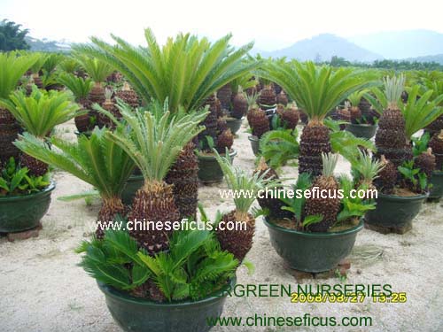 Evergreen Nurseries Co.