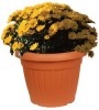 Plastic Flowerpot