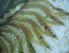dried tiger shrimp