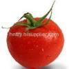 tomato paste