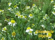 Chamomile Extract  Apigenin