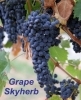 Grape seed Extract