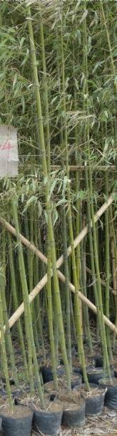 bamboo