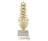 Lumbar Vertebrae