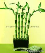 Evergreen lucky bamboo art CO.,LTD.