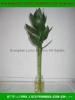 Evergreen lucky bamboo art CO.,LTD.