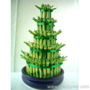 Evergreen lucky bamboo art CO.,LTD.