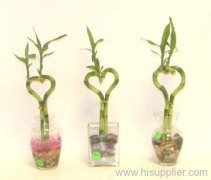 Evergreen lucky bamboo art CO.,LTD.