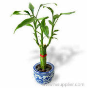 Evergreen lucky bamboo art CO.,LTD.