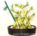 Evergreen lucky bamboo art CO.,LTD.