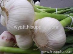 fresh garlic