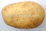 Fresh Holland Potato