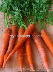 fresh carrot