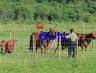 Grassland fences netting