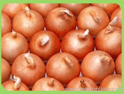 light red onion