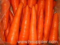 fresh carrot