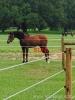 Horse farm Fence