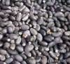 jatropha seed exporter