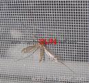 grey fiberglass insect screen