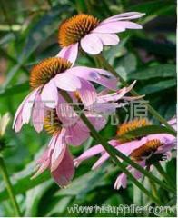 Echinacea Extract Powder