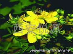 St. John's Wort Extract Powder