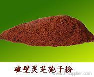 Reishi Mushroom Extract Powder